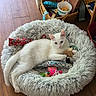 cat, white_cat, pet_bed, fluffy_bed, toy, indoor, wooden_floor, basket, relaxed, animal, feline, floor, comfort, cozy, household, domestic, resting, cute, playful, soft