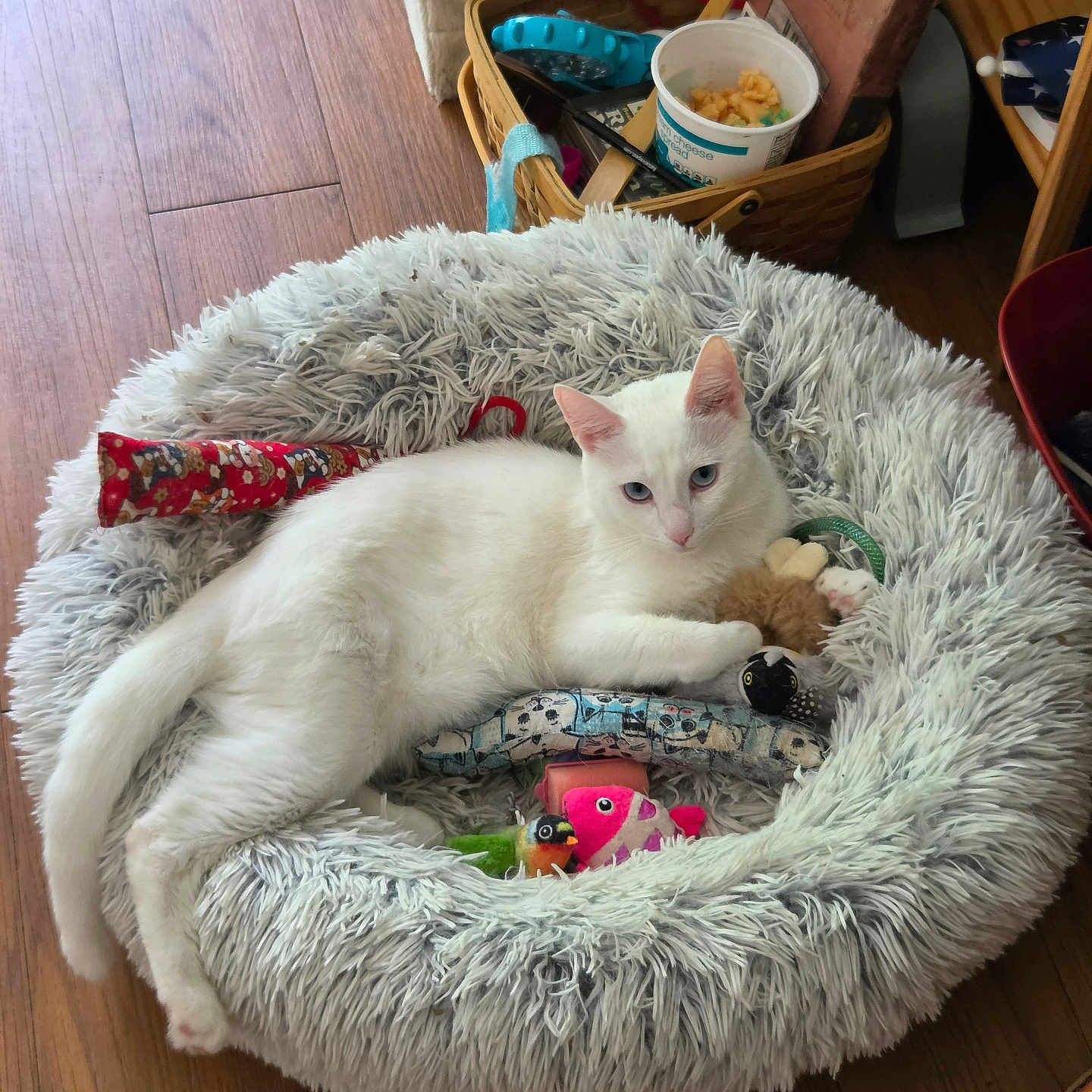 Snowball joined the competition — help win amazing prizes! cat, white_cat, pet_bed, fluffy_bed, toy, indoor, wooden_floor, basket, relaxed, animal, feline, floor, comfort, cozy, household, domestic, resting, cute, playful, soft
