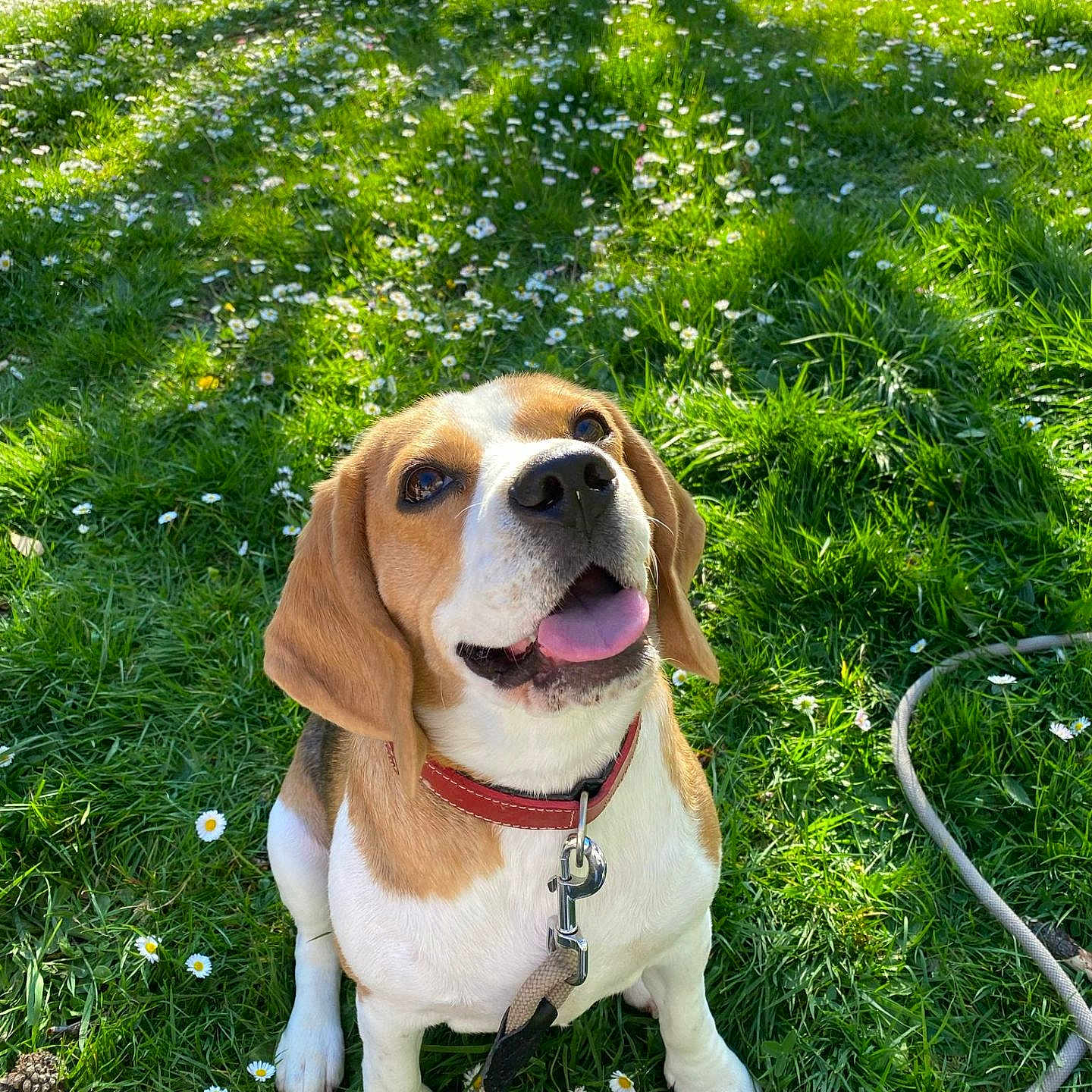 San a rejoint le concours — aidez-le/la à gagner de superbes lots ! accessories, animal, beagle, canine, dog, flower, grass, herbal, herbs, hound, lawn, leash, nature, outdoors, pet, plant, puppy, strap, vegetation, yard