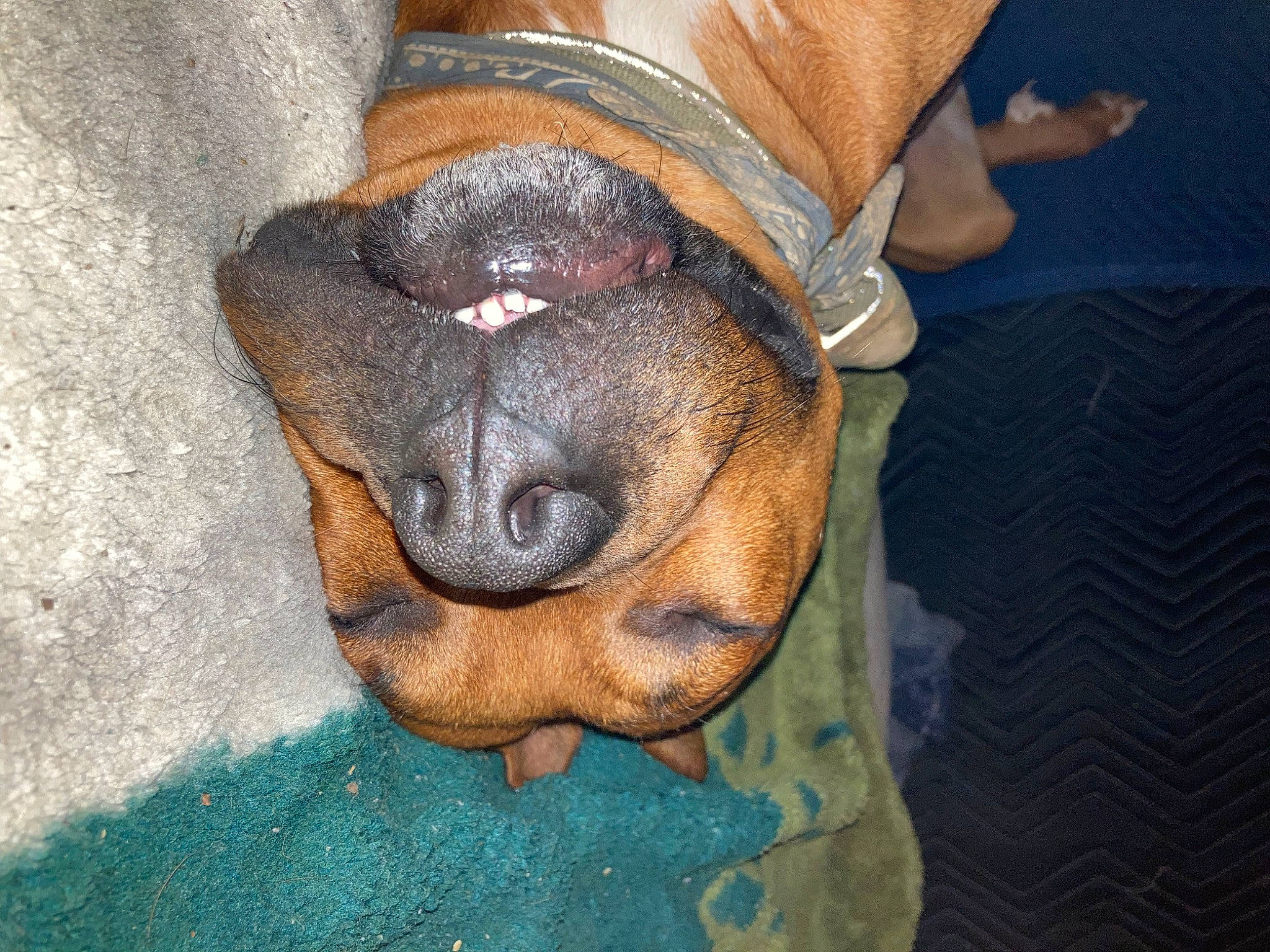 Tiny joined the competition — help win amazing prizes! canidae, carnivore, comfort, companion_dog, dog, dog_breed, ear, fawn, foot, fur, human_leg, jaw, liver, snout, sporting_group, terrestrial_animal, whiskers, working_animal, wrinkle, wrist