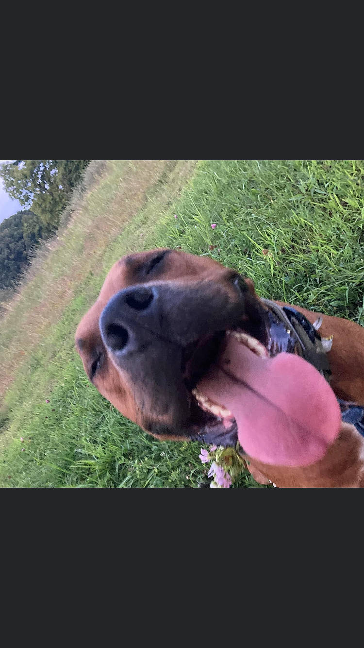 Tiny is registered to the contest to win money with this photo: canidae, carnivore, companion_dog, dog, dog_breed, fawn, grass, happy, landscape, liver, livestock, magenta, personal_protective_equipment, plant, smile, snout, terrestrial_animal, tree, whiskers, working_animal