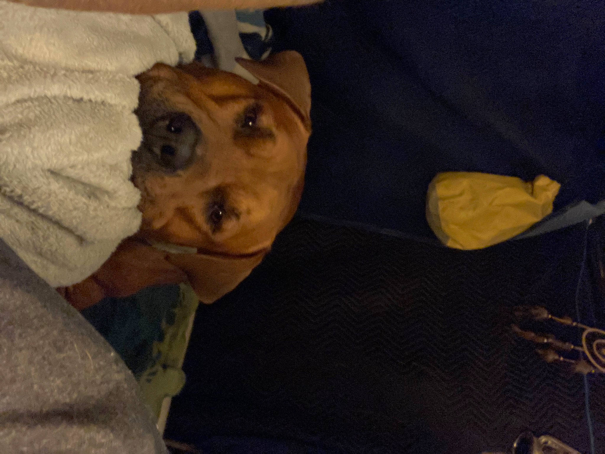 Tiny is registered to the contest to win money with this photo: comfort, companion_dog, dog_breed, fun, jaw, personal_protective_equipment, room, sporting_group, whiskers, wood, working_animal, wrinkle