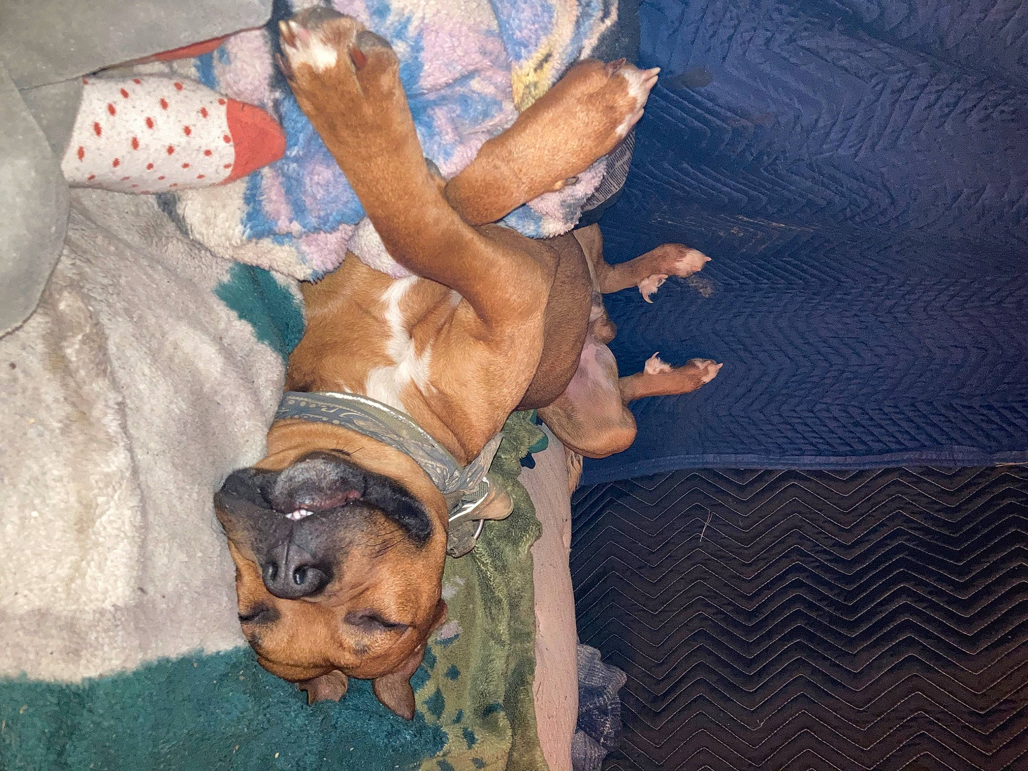 Tiny is registered to the contest to win money with this photo: boxer, canidae, carnivore, comfort, companion_dog, dog, dog_breed, dog_supply, fawn, foot, guard_dog, human_leg, linens, liver, non_sporting_group, paw, snout, sporting_group, thigh, working_animal