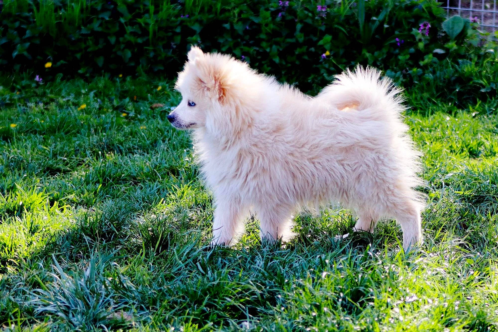 Roméo participe au concours pour gagner de l'argent avec cette photo : canidae, carnivore, companion_dog, dog, dog_breed, eurasier, finnish_lapphund, german_spitz, german_spitz_klein, german_spitz_mittel, japanese_spitz, mammal, non_sporting_group, pomeranian, puppy, rare_breed_dog, samoyed, spitz, vertebrate, volpino_italiano