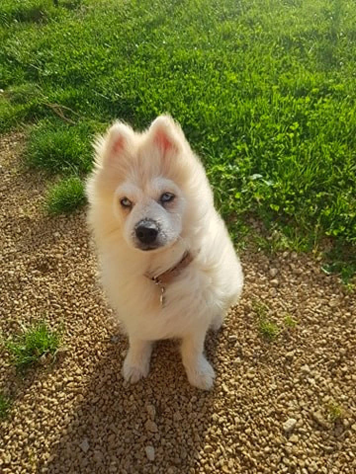 Roméo a rejoint le concours — aidez-le/la à gagner de superbes lots ! american_eskimo_dog, berger_blanc_suisse, canidae, carnivore, companion_dog, dog, dog_breed, german_spitz, german_spitz_klein, german_spitz_mittel, icelandic_sheepdog, indian_spitz, japanese_spitz, kintamani, mammal, pomeranian, pungsan_dog, samoyed, vertebrate, volpino_italiano