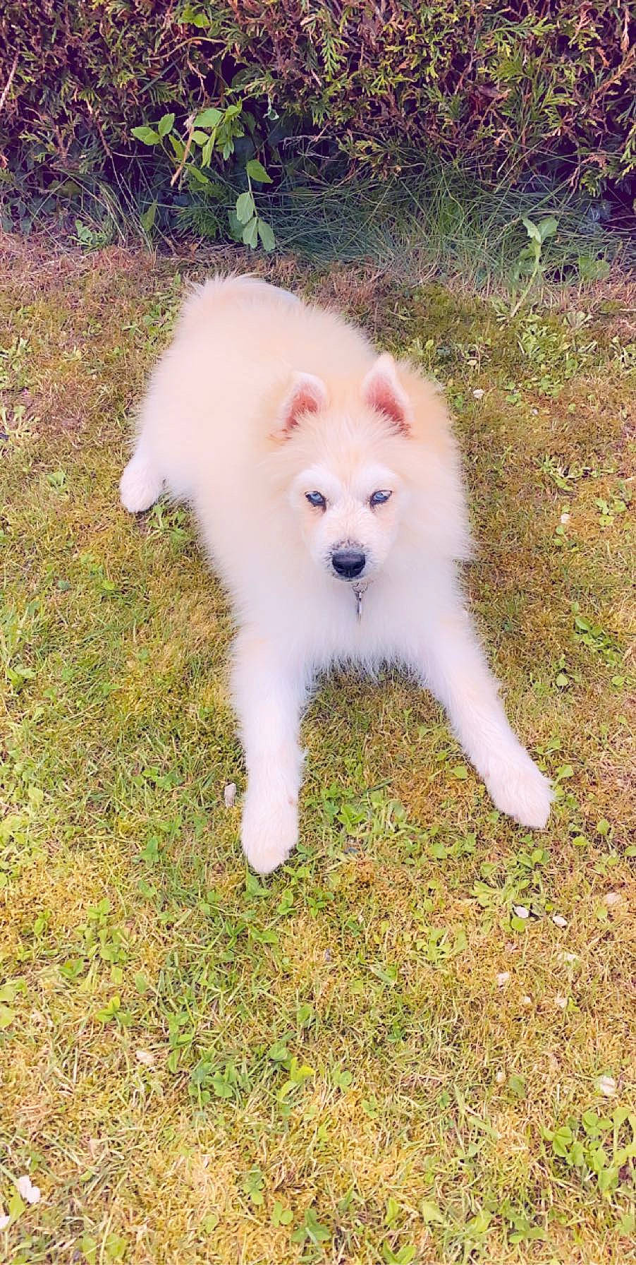 Roméo participe au concours pour gagner de l'argent avec cette photo : american_eskimo_dog, berger_blanc_suisse, canadian_eskimo_dog, canidae, carnivore, dog, dog_breed, german_spitz, german_spitz_klein, german_spitz_mittel, indian_spitz, japanese_spitz, kintamani, mammal, pomeranian, puppy, samoyed, spitz, vertebrate, volpino_italiano