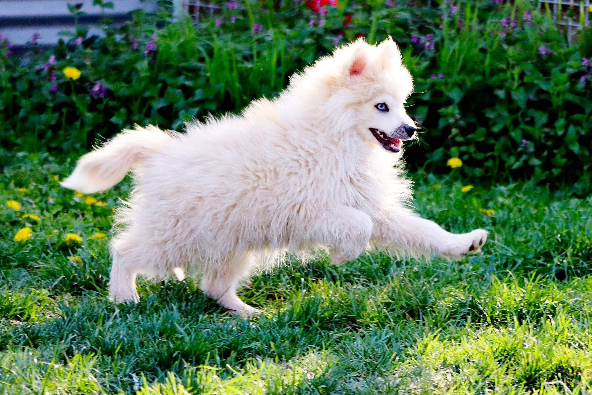 Roméo a rejoint le concours — aidez-le/la à gagner de superbes lots ! american_eskimo_dog, berger_blanc_suisse, canidae, carnivore, companion_dog, dog, dog_breed, german_spitz, german_spitz_klein, german_spitz_mittel, grass, japanese_spitz, kintamani, mammal, pomeranian, samoyed, spitz, vertebrate, volpino_italiano, white_shepherd
