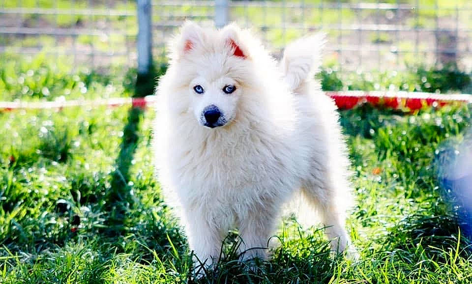 Roméo participe au concours pour gagner de l'argent avec cette photo : american_eskimo_dog, berger_blanc_suisse, canadian_eskimo_dog, canidae, carnivore, companion_dog, dog, dog_breed, german_spitz, german_spitz_klein, german_spitz_mittel, indian_spitz, japanese_spitz, mammal, pomeranian, puppy, samoyed, spitz, vertebrate, volpino_italiano