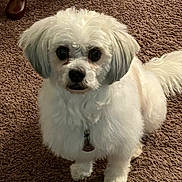 Leonard joined the competition — help win amazing prizes! dog, white_dog, pet, fluffy, carpet, indoor, collar, tag, cute, animal, companion, fur, small_dog, sitting, looking_up, domestic, friendly, canine, adorable, paw