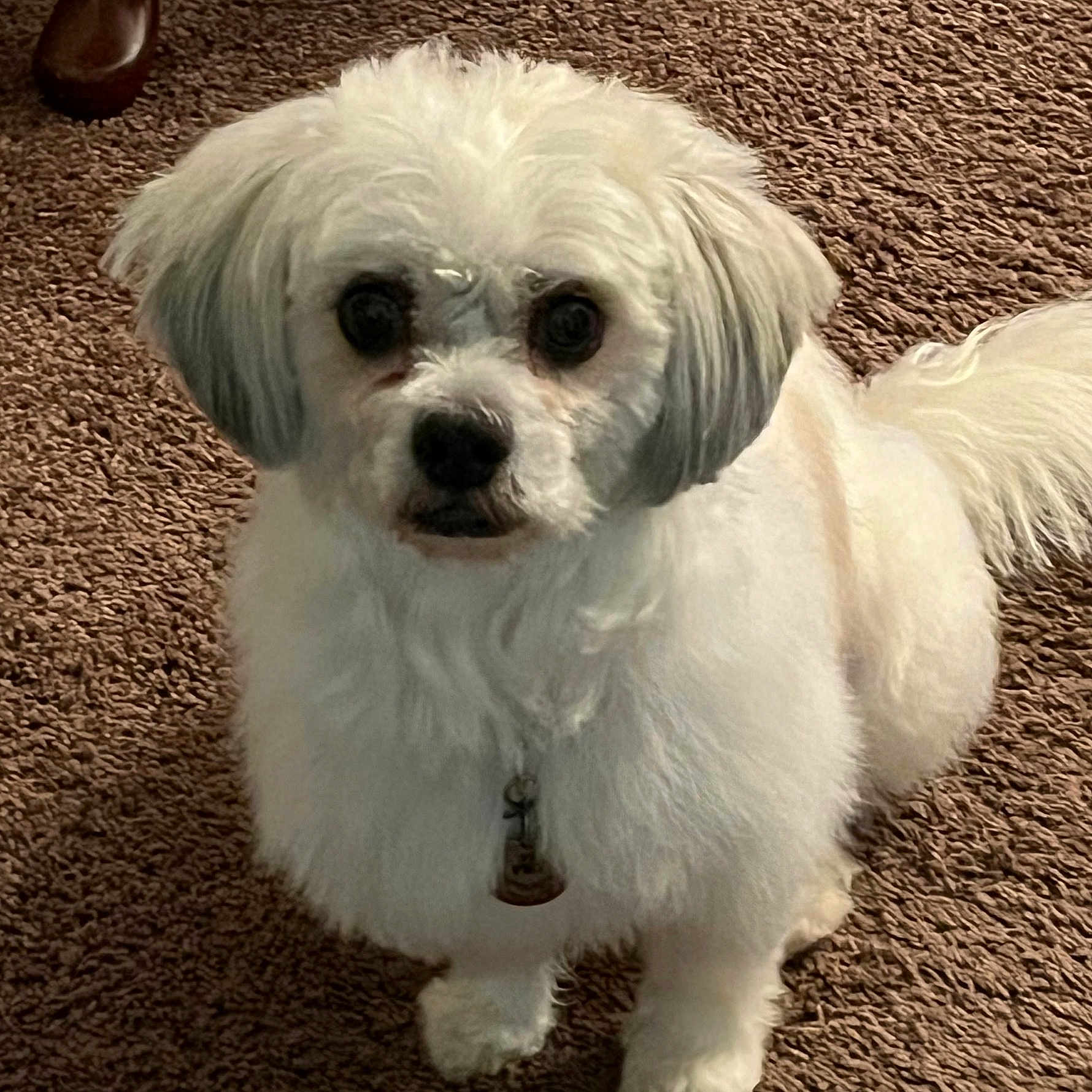 Leonard joined the competition — help win amazing prizes! dog, white_dog, pet, fluffy, carpet, indoor, collar, tag, cute, animal, companion, fur, small_dog, sitting, looking_up, domestic, friendly, canine, adorable, paw