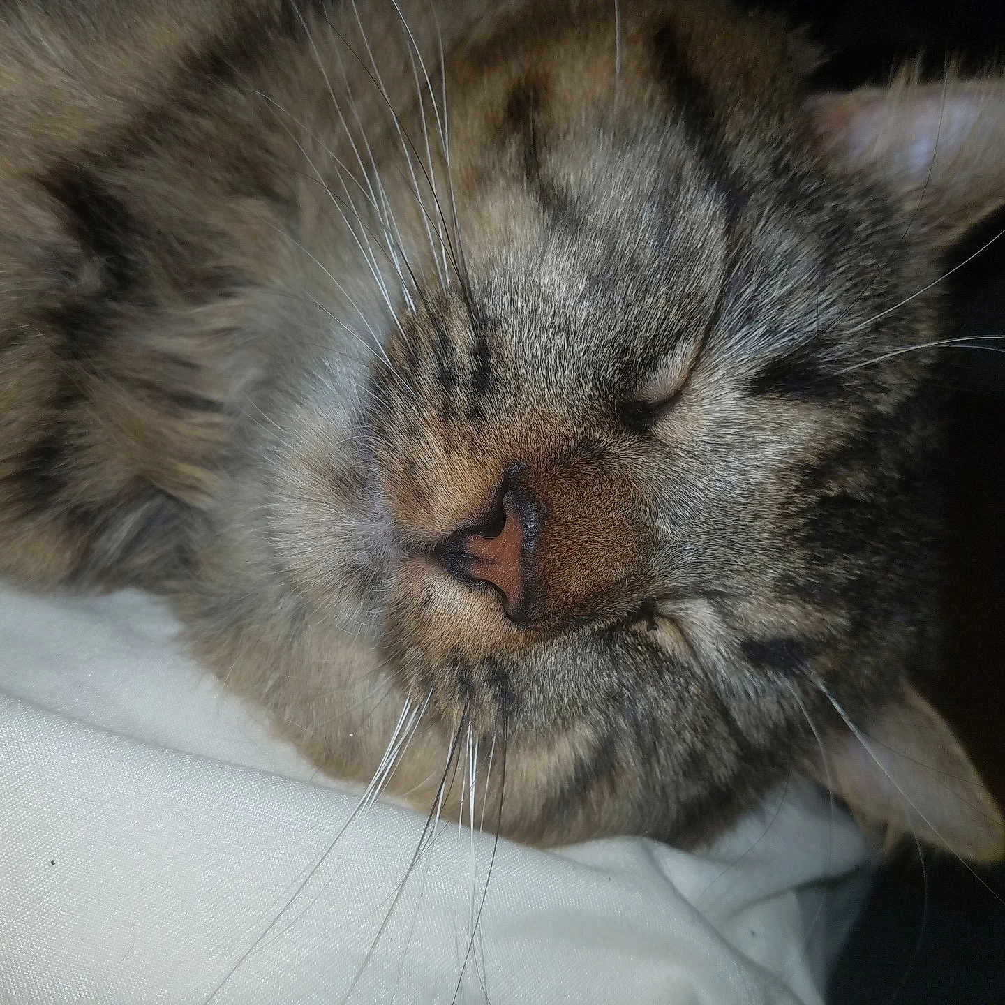 Malfoy joined the competition — help win amazing prizes! carnivoran, cat, cat_like_mammal, close_up, domestic_short_haired_cat, dragon_li, european_shorthair, eye, fauna, fur, kitten, mammal, nose, organ, pixie_bob, siberian, small_to_medium_sized_cats, snout, tabby_cat, whiskers