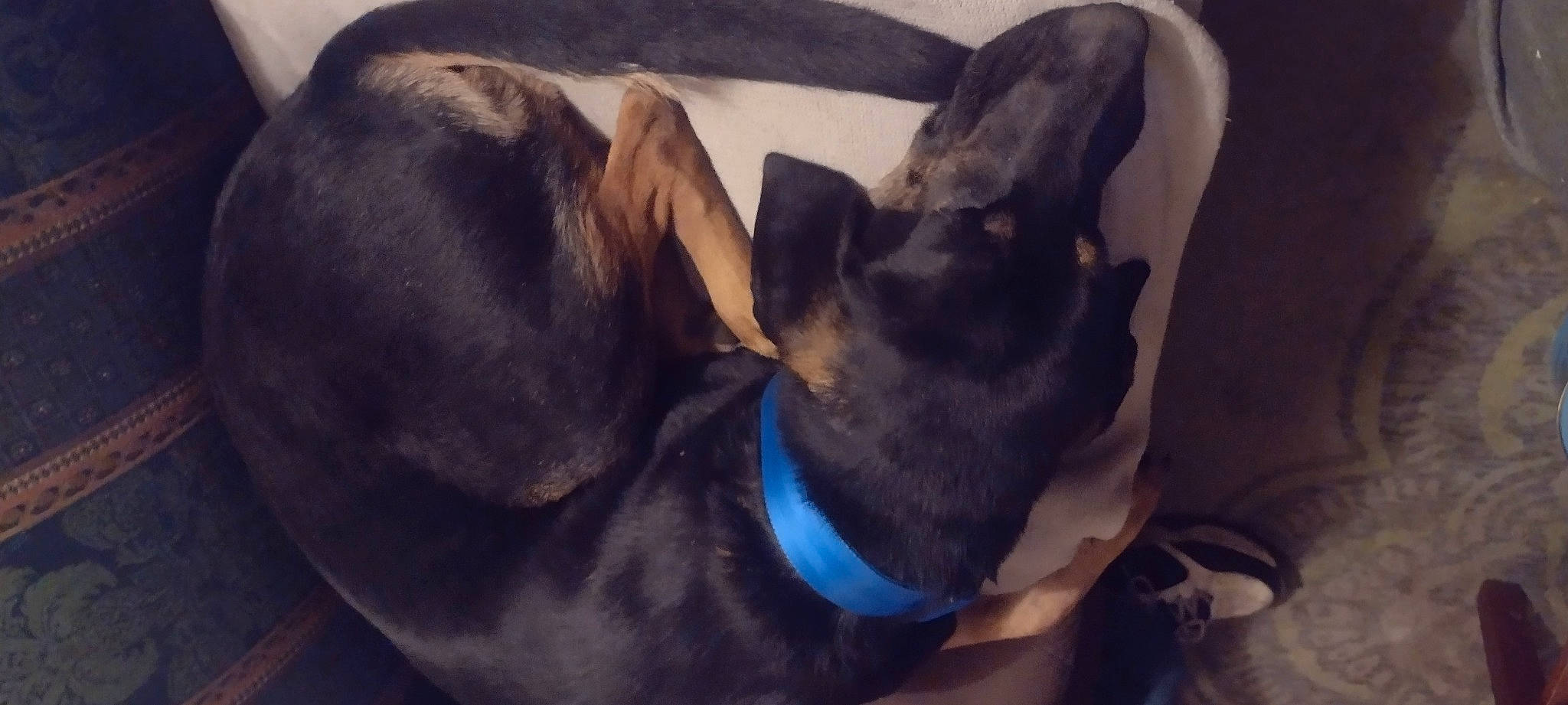 Dixie Mae is registered to the contest to win money with this photo: canidae, carnivore, comfort, companion_dog, dog, dog_breed, ear, electric_blue, fawn, felidae, fur, grey, guard_dog, liver, nap, snout, sporting_group, toy_dog, whiskers, working_animal