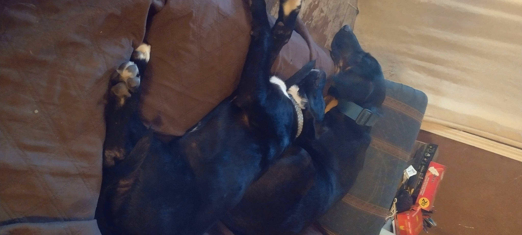 Dixie Mae joined the competition — help win amazing prizes! art, flooring, fur, personal_protective_equipment, rock, sculpture, toy, visual_arts, wood