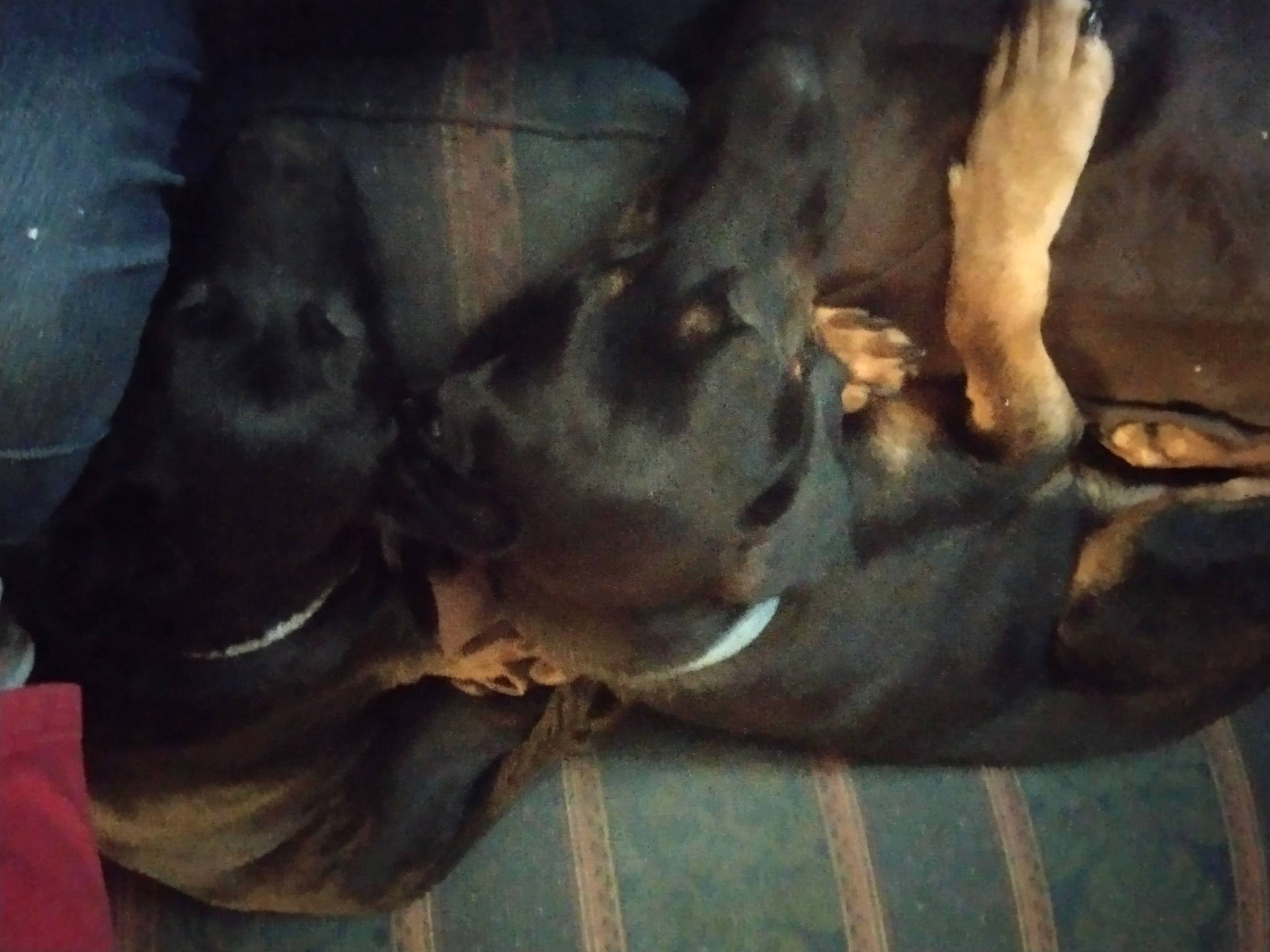 Dixie Mae is registered to the contest to win money with this photo: art, canidae, carnivore, comfort, companion_dog, darkness, dog, dog_breed, fawn, guard_dog, jaw, liver, snout, sporting_group, tail, terrestrial_animal, tints_and_shades, tree, wildlife, working_animal