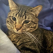 Noctis is registered to the contest to win money with this photo: cat, tabby, feline, pet, whiskers, close_up, striped, fur, sleepy, resting, indoors, blanket, blue, white, cozy, cute, animal, mammal, portrait, relaxed