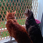 Theo a rejoint le concours — aidez-le/la à gagner de superbes lots ! cat, orange_cat, tabby_cat, window, lattice, garden, greenery, pets, curious, indoor, feline, collar, two_animals, nature, plant, flowers, daylight, domestic_animal, looking_out, companions