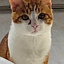 Theo participe au concours pour gagner de l'argent avec cette photo : cat, orange_cat, white_cat, pet, animal, feline, whiskers, ears, curious, sitting, indoor, closeup, fur, face, looking, eyes, nose, cute, domestic_cat, portrait