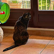 Shadow participe au concours pour gagner de l'argent avec cette photo : animal, basket, cat, cat_tunnel, curtain, domestic, floor, furniture, glass_door, greenery, home, indoor, looking, natural_light, pet, plants, sitting, tile_floor, tortoiseshell_cat, window