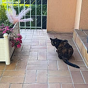 Shadow participe au concours pour gagner de l'argent avec cette photo : cat, tortoiseshell_cat, outdoor, porch, tile_floor, planter, flowers, greenery, plant, pink_flowers, grass, wall, door, step, animal, pet, feline, looking_back, nature, daylight