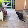 cat, tortoiseshell_cat, outdoor, porch, tile_floor, planter, flowers, greenery, plant, pink_flowers, grass, wall, door, step, animal, pet, feline, looking_back, nature, daylight