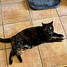 cat, tortoiseshell, feline, pet, animal, indoor, floor, tile, relaxed, laying_down, looking, yellow_eyes, home, mat, fur, whiskers, paw, tail, domestic, cozy