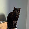Shadow participe au concours pour gagner de l'argent avec cette photo : cat, tortoiseshell, pet, animal, indoor, sitting, shelf, cardboard_box, shadow, curious, feline, fur, whiskers, ears, eyes, gray_wall, home, domestic, quiet, resting