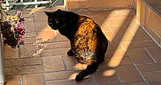 Shadow participe au concours pour gagner de l'argent avec cette photo : animal, cat, colorful, daylight, feline, flowering_plant, garden, light_and_shadow, nature, outdoor, pattern, pet, quiet, relaxation, shadow, sitting, sunlight, terracotta_tiles, texture, tortoiseshell_cat