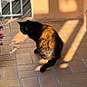 Shadow participe au concours pour gagner de l'argent avec cette photo : cat, tortoiseshell_cat, sunlight, shadow, terracotta_tiles, flowering_plant, outdoor, pet, animal, feline, sitting, pattern, light_and_shadow, nature, garden, daylight, colorful, texture, quiet, relaxation