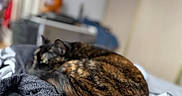 Shadow participe au concours pour gagner de l'argent avec cette photo : cat, tortoiseshell, sleeping, cozy, blanket, indoor, pet, fur, resting, blurred_background, home, comfort, animal, tabby, feline, soft, warm, relaxation, bed, texture