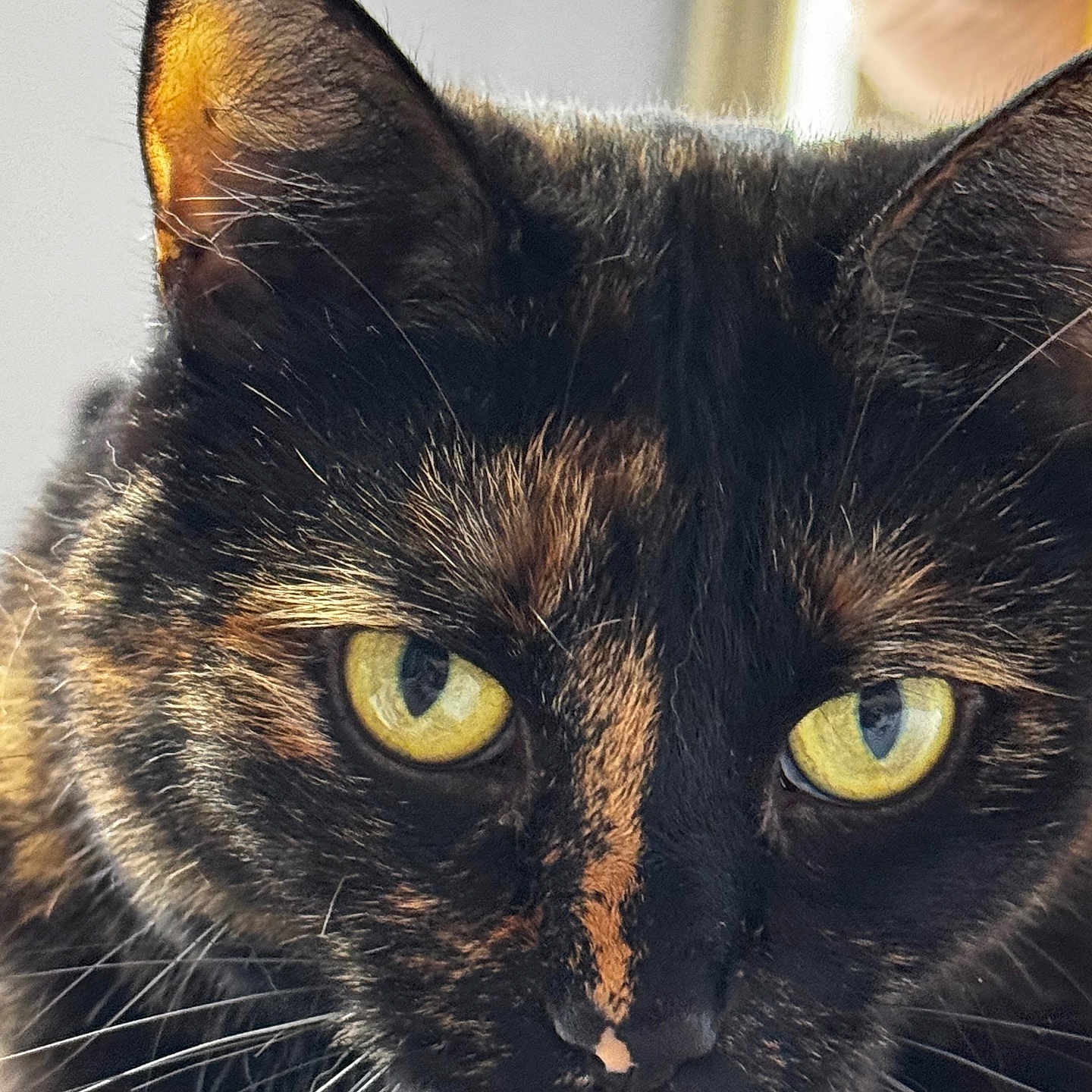 Shadow participe au concours pour gagner de l'argent avec cette photo : cat, tortoiseshell, close_up, yellow_eyes, fur, whiskers, pet, animal, face, eyes, portrait, indoor, feline, curious, focus, natural_light, mammal, alert, domestic_cat