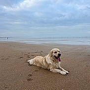 Prince De L'Univers participe au concours pour gagner de l'argent avec cette photo : animal, beach, canine, cloudy_sky, coast, dog, golden_retriever, happy, landscape, mammal, nature, outdoor, pet, relaxing, sand, sea, summer, tongue_out, vacation, water