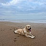 animal, beach, canine, cloudy_sky, coast, dog, golden_retriever, happy, landscape, mammal, nature, outdoor, pet, relaxing, sand, sea, summer, tongue_out, vacation, water