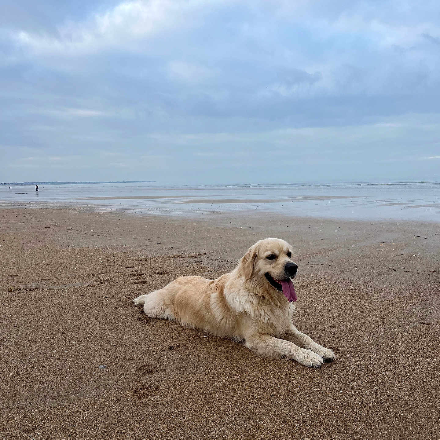 Prince De L'Univers participe au concours pour gagner de l'argent avec cette photo : animal, beach, canine, cloudy_sky, coast, dog, golden_retriever, happy, landscape, mammal, nature, outdoor, pet, relaxing, sand, sea, summer, tongue_out, vacation, water