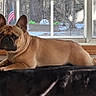 Noodles joined the competition — help win amazing prizes! animal, background, black, brown, dog, ears, face, flag, french_bulldog, fur, home, indoor, nose, paw, pet, resting, sign, tongue, window, wood