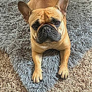 Noodles joined the competition — help win amazing prizes! animal, brown, canine, carpet, companion, cozy, cute, dog, domestic, ears, floor, french_bulldog, fur, home, indoor, looking_at_camera, lying_down, pet, portrait, rug