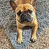 animal, brown, canine, carpet, companion, cozy, cute, dog, domestic, ears, floor, french_bulldog, fur, home, indoor, looking_at_camera, lying_down, pet, portrait, rug