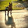 Noodles joined the competition — help win amazing prizes! animal, back_view, canine, daytime, dog, ears, grass, leash, nature, outdoor, pavement, pet, quiet, rock_garden, shadow, sidewalk, small_dog, sunlight, sunshine, tail