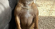 Noodles is registered to the contest to win money with this photo: alert, animal, brown, carpet, couch, cute, dog, ears, face, french_bulldog, fur, furniture, home, indoor, legs, pet, portrait, shadow, sitting, sunlight