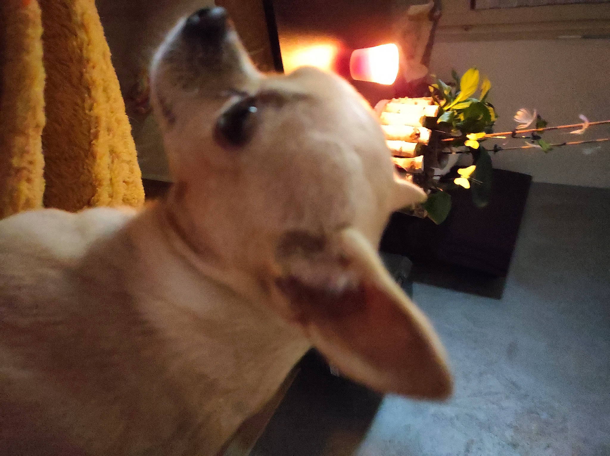 Olympe participe au concours pour gagner de l'argent avec cette photo : canidae, carnivore, collar, companion_dog, curtain, dog, dog_breed, dog_collar, ear, event, fawn, flooring, fur, snout, sporting_group, tail, terrestrial_animal, whiskers, wood, working_animal