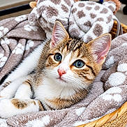 Bianca a rejoint le concours — aidez-le/la à gagner de superbes lots ! animal, basket, blanket, blue_eyes, cat, close_up, cozy, cute, giraffe_toy, indoor, kitten, lying_down, pet, plush_toy, portrait, sitting, tabby, whiskers, white_fur, woven_basket