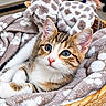 animal, basket, blanket, blue_eyes, cat, close_up, cozy, cute, giraffe_toy, indoor, kitten, lying_down, pet, plush_toy, portrait, sitting, tabby, whiskers, white_fur, woven_basket