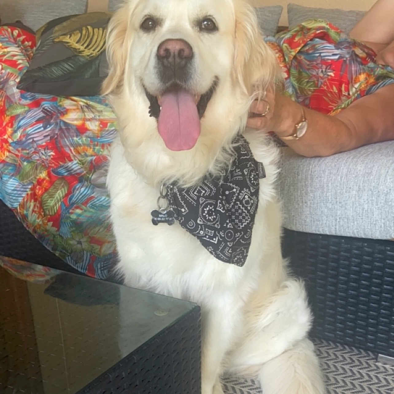 Malo a rejoint le concours — aidez-le/la à gagner de superbes lots ! accessories, animal, canine, couch, cushion, dog, eskimodog, face, formalwear, furniture, goldenretriever, head, homedecor, person, pet, photography, pillow, portrait, puppy, tie