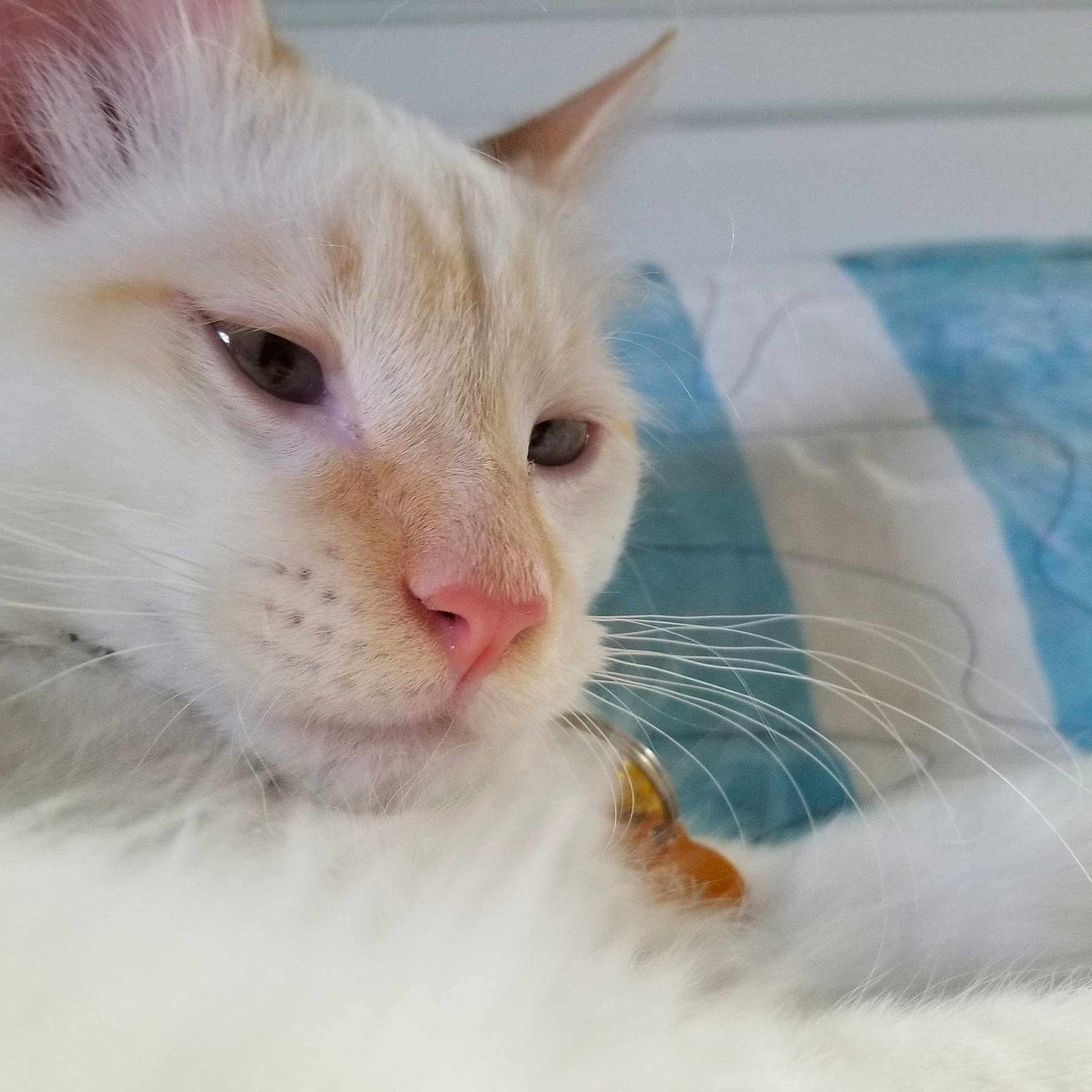 Rocky joined the competition — help win amazing prizes! cat, white_cat, close_up, blue_eyes, pink_nose, whiskers, fur, pet, animal, indoor, resting, relaxed, bed, blanket, soft, cute, mammal, feline, portrait, domestic_cat