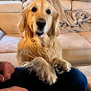 Oslo participe au concours pour gagner de l'argent avec cette photo : golden_retriever, dog, pet, indoor, living_room, couch, blanket, curtains, window, person, hand, lap, furniture, canine, domestic_animal, companion, cute, fur, sitting, relaxed