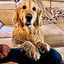 golden_retriever, dog, pet, indoor, living_room, couch, blanket, curtains, window, person, hand, lap, furniture, canine, domestic_animal, companion, cute, fur, sitting, relaxed