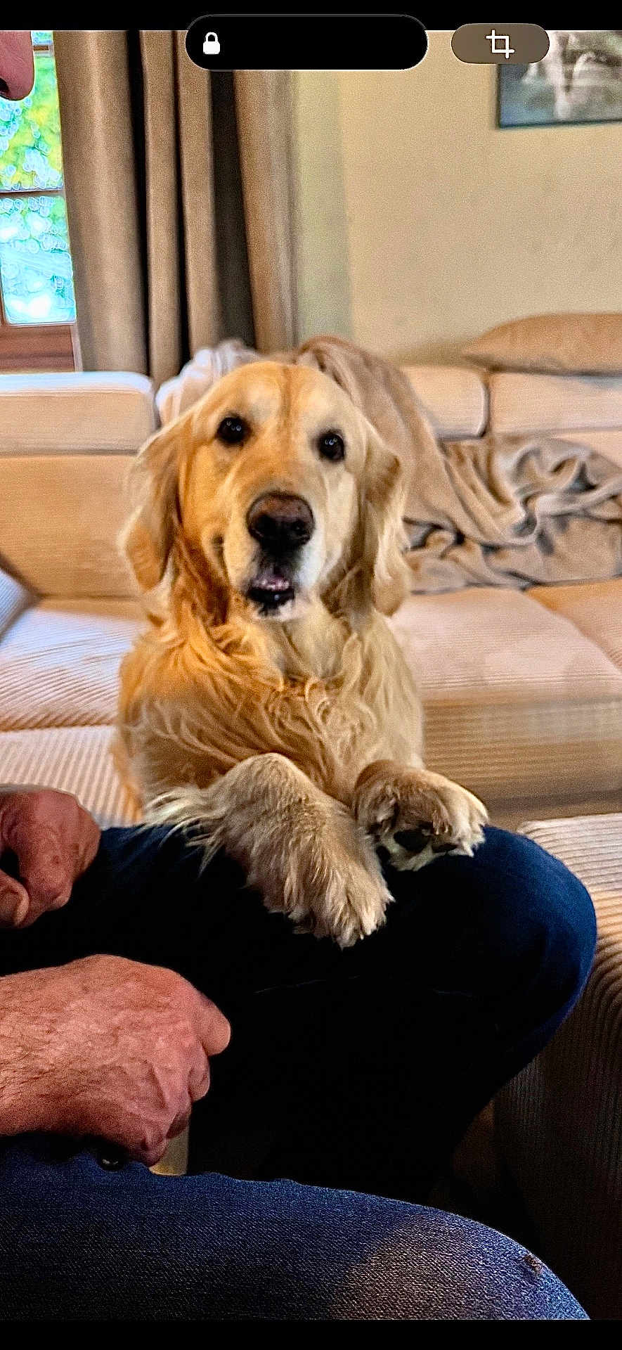 Oslo participe au concours pour gagner de l'argent avec cette photo : golden_retriever, dog, pet, indoor, living_room, couch, blanket, curtains, window, person, hand, lap, furniture, canine, domestic_animal, companion, cute, fur, sitting, relaxed