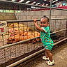 toddler, child, smiling, barn, pig, animal, fence, straw, floor, clothing, sandals, indoor, metal, pen, red_beams, concrete_wall, happy, person, baby, daylight