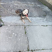 Thor a rejoint le concours — aidez-le/la à gagner de superbes lots ! dog, leash, concrete, pavement, stone_wall, outdoor, pet, canine, tongue_out, resting, black_and_white, harness, sidewalk, animal, playful, summer, sunlight, leisure, ground, urban