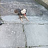 dog, leash, concrete, pavement, stone_wall, outdoor, pet, canine, tongue_out, resting, black_and_white, harness, sidewalk, animal, playful, summer, sunlight, leisure, ground, urban