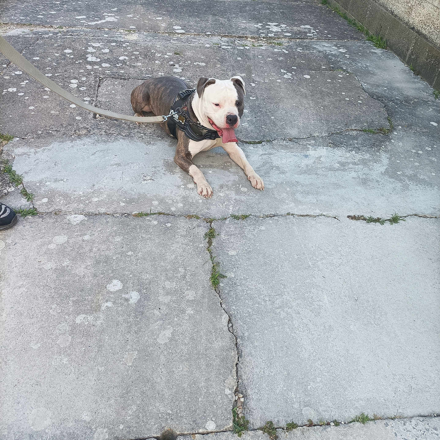 Thor a rejoint le concours — aidez-le/la à gagner de superbes lots ! dog, leash, concrete, pavement, stone_wall, outdoor, pet, canine, tongue_out, resting, black_and_white, harness, sidewalk, animal, playful, summer, sunlight, leisure, ground, urban